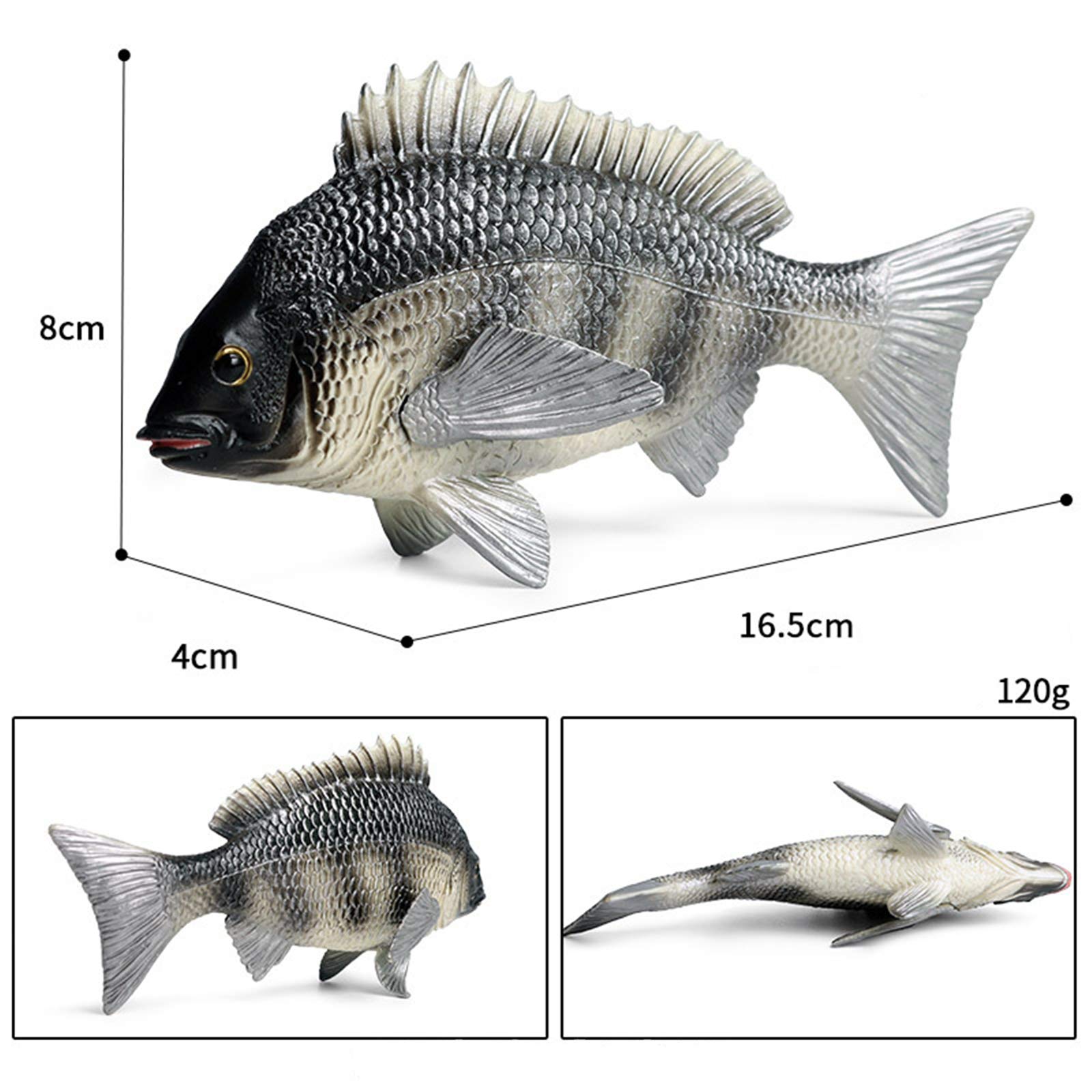 Amazon | Eden Toys 魚類 動物 メガネモチノウオ タイ カラ